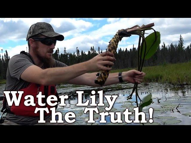 The Truth About Water Lily Root As Survival Food