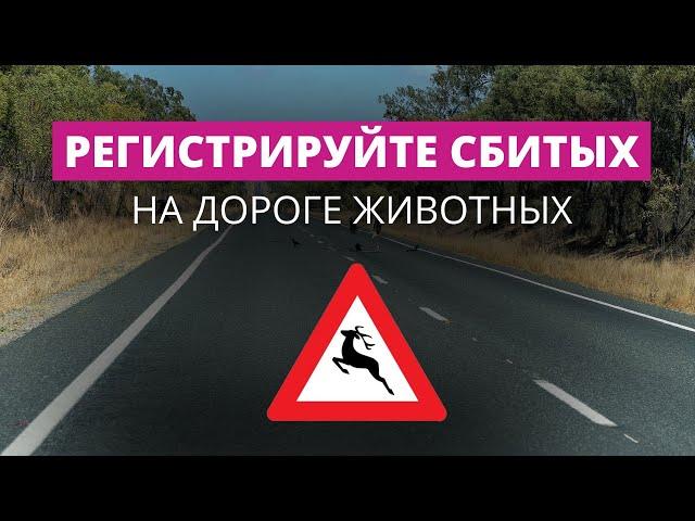 Сбитых на дороге животных посчитают с помощью приложения