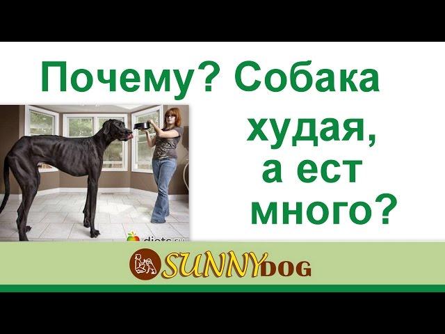 собака худая, а ест хорошо  что делать  Или пес худеете, но ест отлично