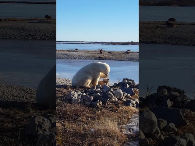 Polar bear petting dog