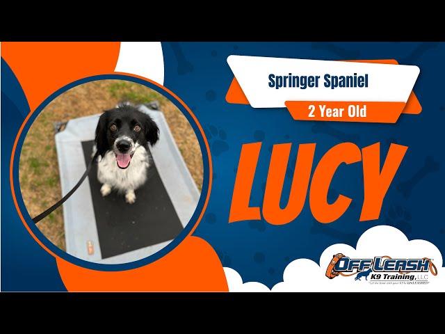 Lucy the Springer Spaniel's Transformation: Off Leash K9 Training Oklahoma Success Story!