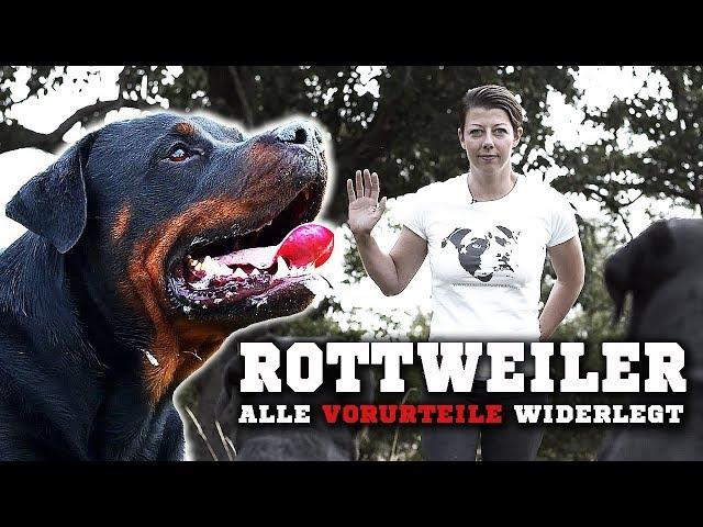 ROTTWEILER - Ein aggressiver Kampfhund? Informationen zur Rasse & Training