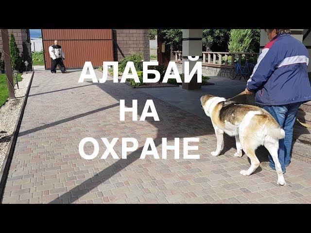 Алабай нападение в костюме. Дрессировка на костюм