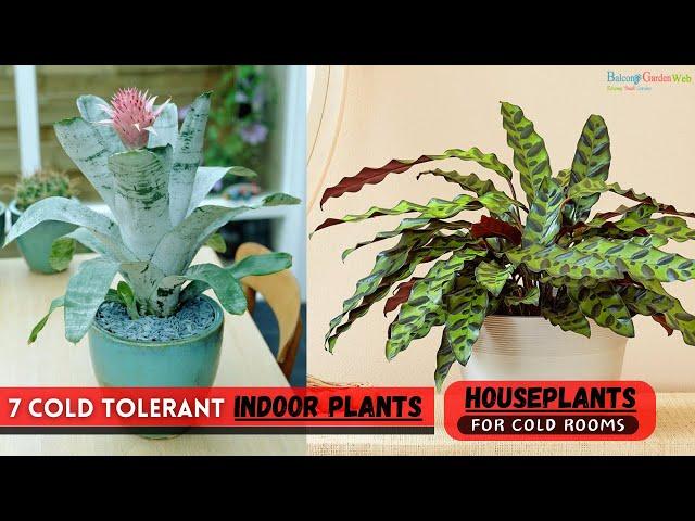 7 Cold Tolerant Indoor Plants | Houseplants for Cold Rooms #houseplants