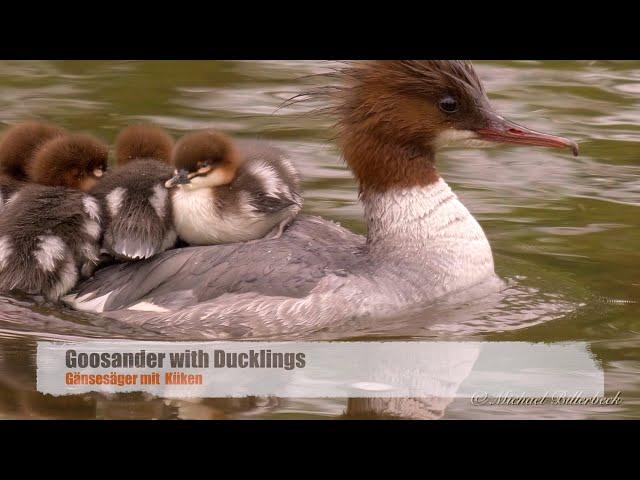 Goosander or Merganser (Mergus merganser ) with Ducklings [5]