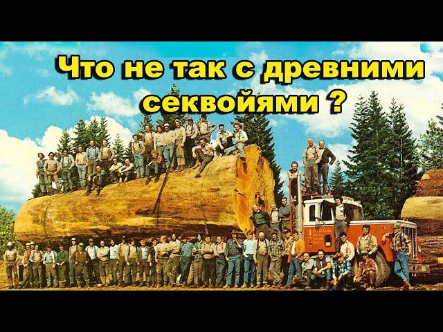 Что не так с древними секвойями Калифорнии?