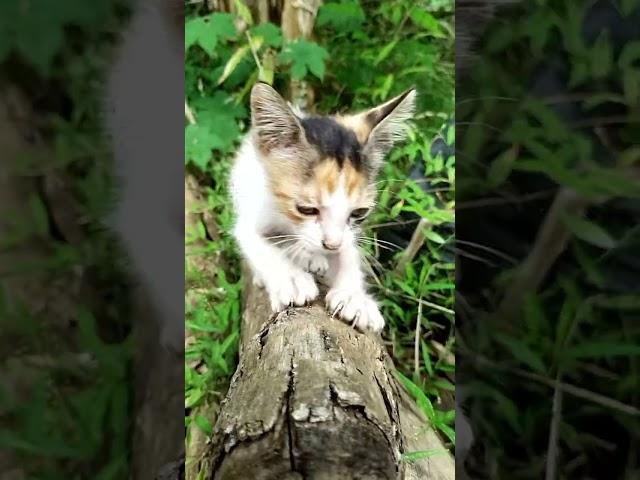 bertemu kucing yang cantik #kucing #cat #kucinglucu #catlover