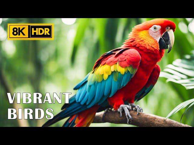 The Beauty of Birds Around The World in 8K | Stress Relief with Soft Music