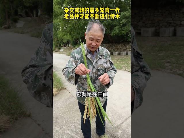 惊喜，再次发现变异水稻，穗长叶大产量高得惊人！ 只有老品种水稻才能这样不断出现新东西。#老品种 #水稻 #大米 #三农 #新农人计划2024