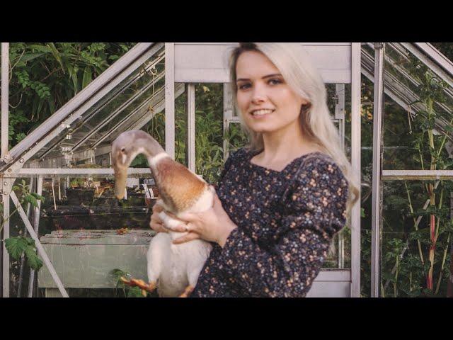 Why We Keep Runner Ducks in Our Cottage Garden and Vegetable Plot