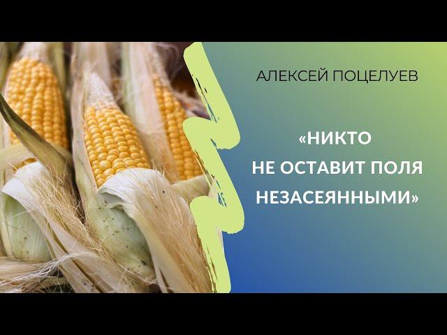 «Никто не оставит поля незасеянными» | Дилер семян — о селекции пропашных и ситуации на рынке