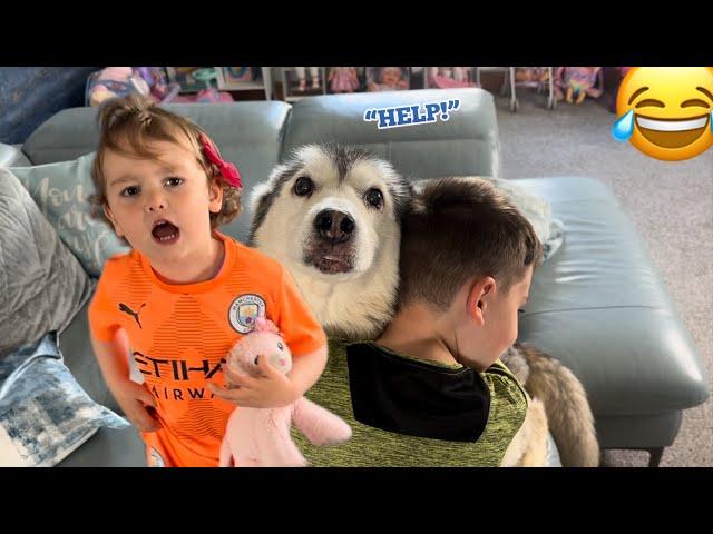 Sassy Baby Arguing Who Loves Our Husky More!.