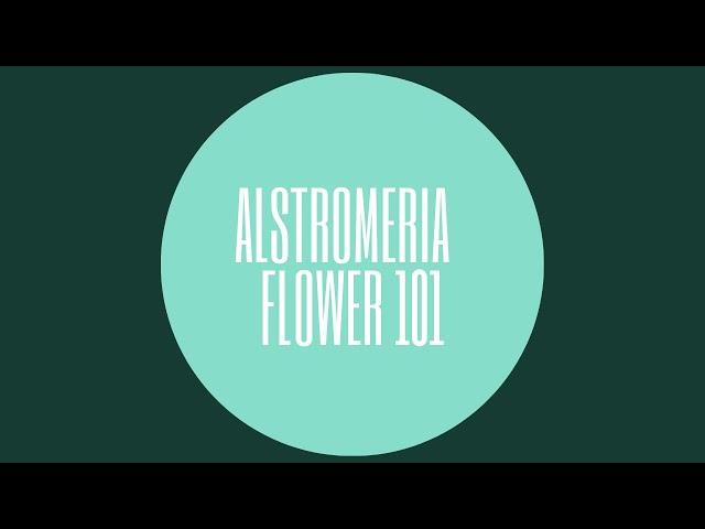 Alstromeria - Flower 101