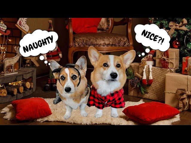 The Talking Corgi CHRISTMAS COMPILATION!