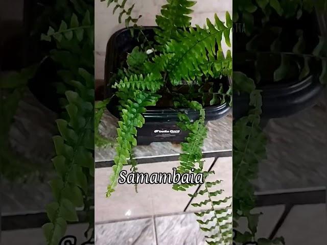 Minhas plantinhas 🪴 #shorts #kalanchoe #jibóia #samambaia #nephentus #onzehoras #zamioculca