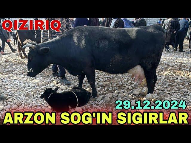 QIZIRIQ JAXON BOZORI SOG'IN SIGIRLAR G'UNAJINLAR NARXLARI 29.12.2024