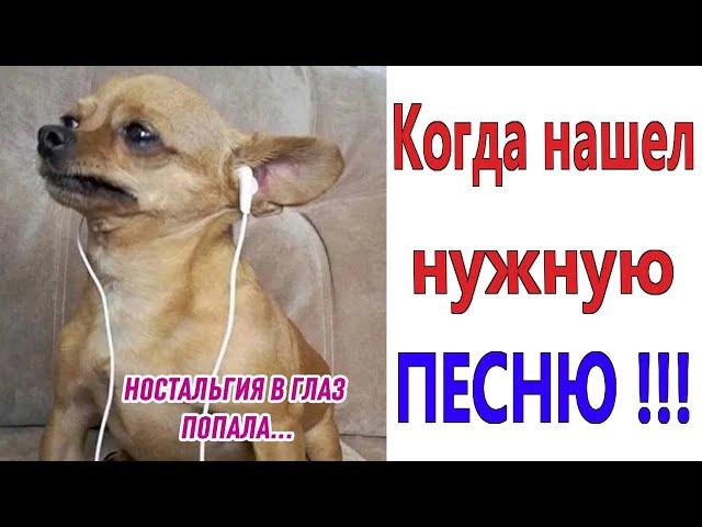 ПРИКОЛЫ! КОГДА НАШЁЛ НУЖНУЮ ПЕСНЮ!!! МЕМЫ, шутки, смешные истории от Доми шоу