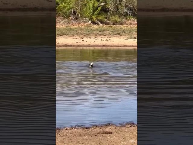 Clash of Predators: Jaguar’s Skillful Attack on Caiman in Water