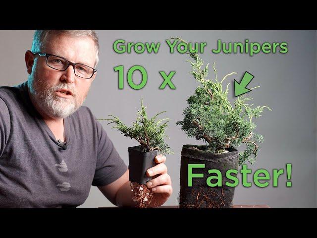 Bonsaify | How to 10x Your Juniper Growth: When You Feel the Need to Speed!