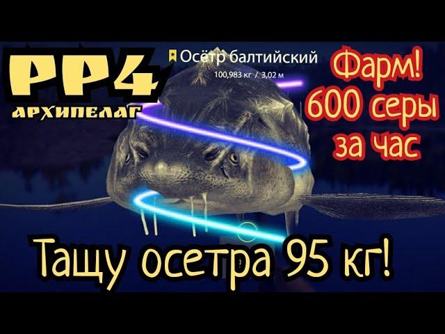 РР4. Фарм 600 серы за час на Ладожском Архипелаге. Осетр Балтийский 95 кг!