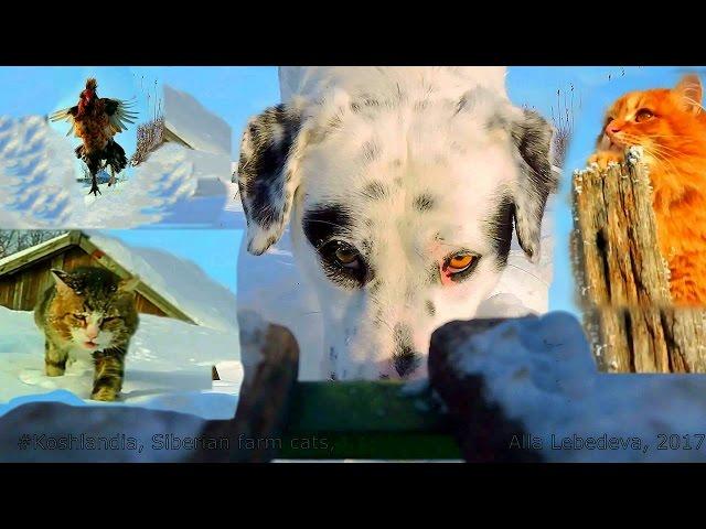 Snow dog Аliens invaded in Koshlandia Снежный пёс Пришелец вторгся в Кошляндию