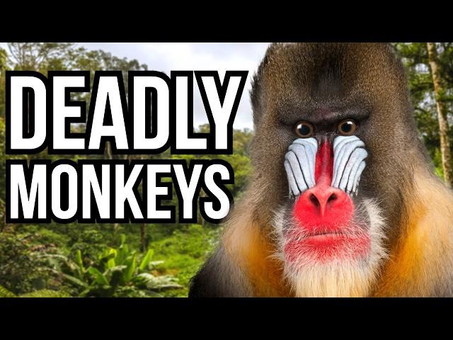 Ranking 5 Of The Deadliest Monkeys In The World From Least Deadly To Deadliest