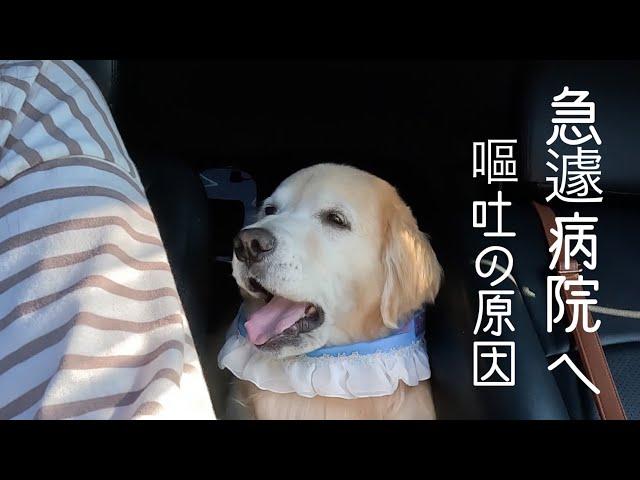 【急遽病院】ぺーが吐く原因