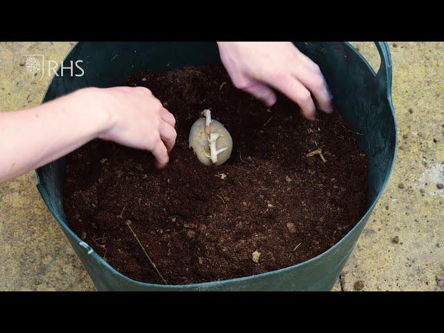 Food gardening for beginners | Get Set, Grow! | The RHS