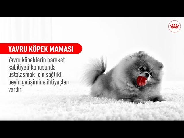 YAVRU KÖPEK MAMASI | YAVRU KÖPEĞİNİZİN BENZERSİZ İHTİYAÇLARINI KARŞILAYIN #ROYALCANIN