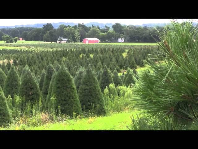 Christmas Tree Species: Douglas Fir