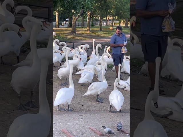 Hungry Swans