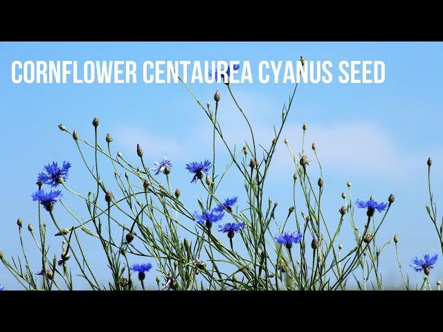 Cornflower  (Centaurea cyanus) Seed Collecting