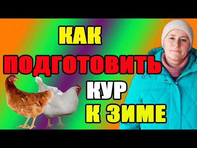 Как подготовить кур к зиме.