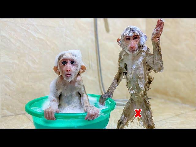 Monkey TiTi and PiPi are bathed by Dad using a special method