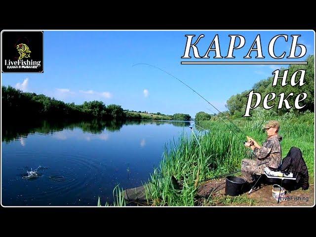 Ловля карася на реке. Рыбалка на фидер. Июль. (LiveFishing)