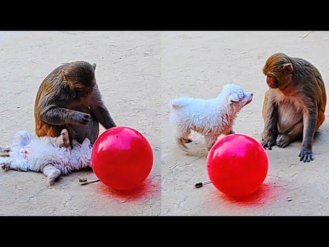 Monkey Rani Honey Funny video ।। हनी की शरारत।। आकाश रायबरेली।। रानी की फनी विडियो।।I love Animals 