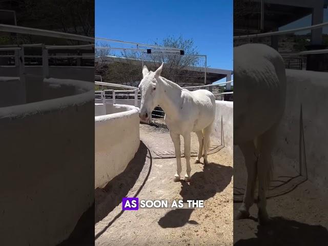 When the Horse is Smarter Than the Tech! 