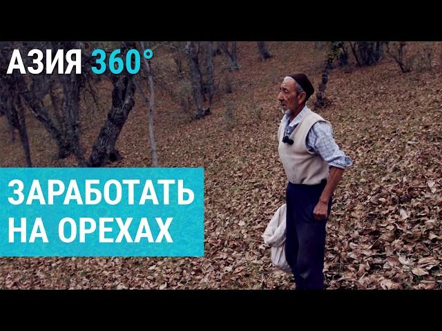 Крупнейший ореховый лес в мире исчезает. Кыргызстан | АЗИЯ 360°