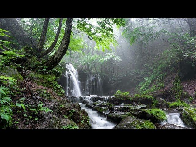 Beautiful and peaceful music relaxing sounds of bird  nature sounds #stressreliefmusic #relaxing