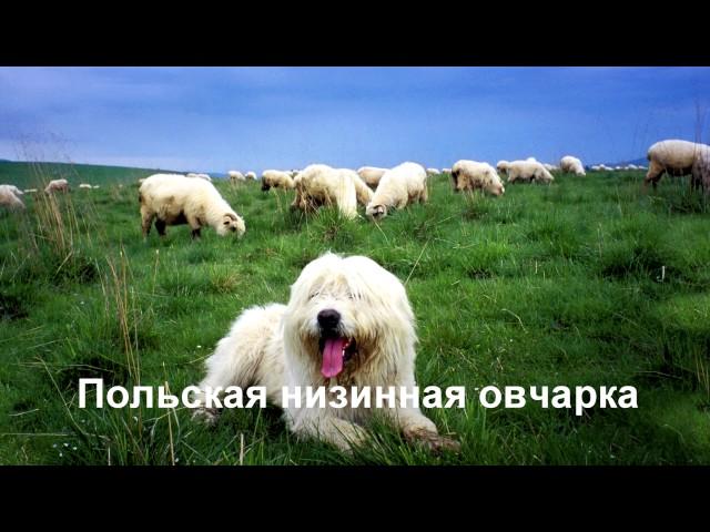 Порода собак.Часть 1.Самые редкие собаки в мире