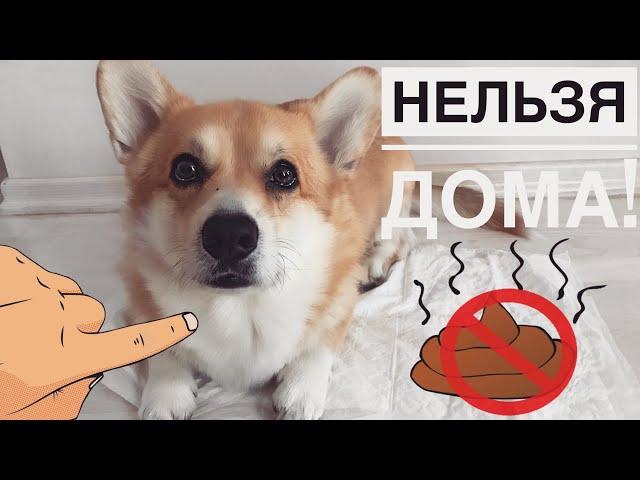 Как приучить щенка К ТУАЛЕТУ на улице!