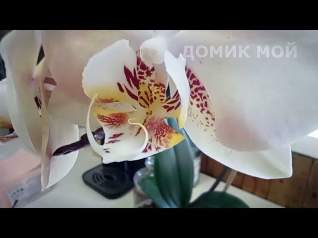 Орхидея Phal.  Mandala - домашнее цветение.