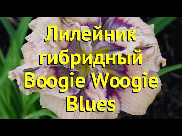 Лилейник гибридный Буги Вуги Блус. Краткий обзор, описание hemerocallis Boogie Woogie Blues