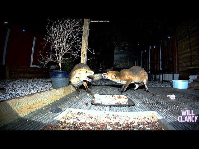 Foxes from the side camera