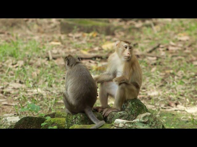 Monkey  Akot Pt with Julina Monkey amber G-Maz..241..Amber Monkey