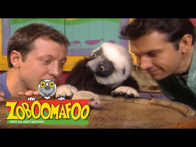 Zoboomafoo 210 - Families Game (Full Episode)