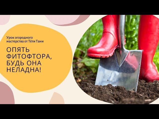 Опять ФИТОФТОРА, будь она неладна!