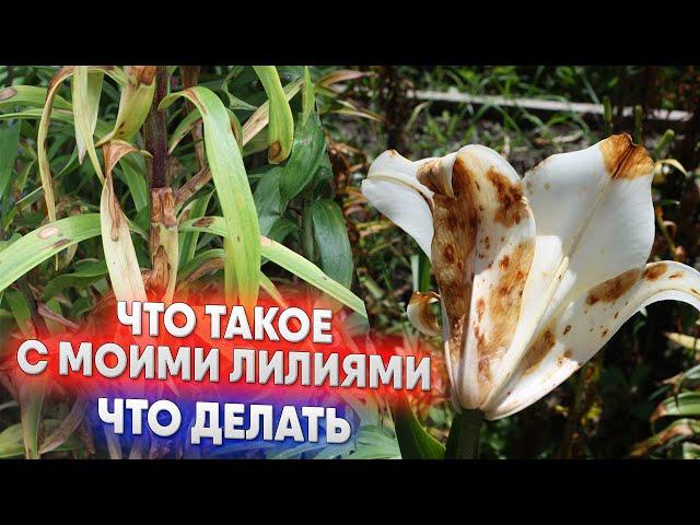 Что такое с моими лилиями - что делать