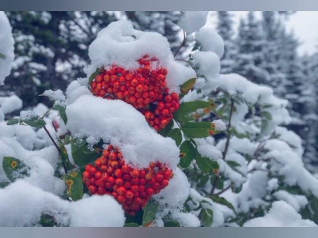 АНАТОЛИЙ КАШКА - ПЛАКАЛА РЯБИНА