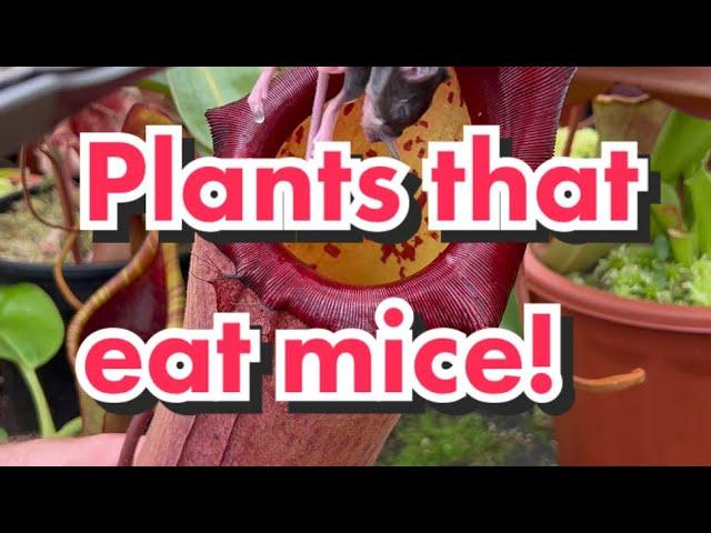 Nepenthes eating Mice!